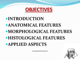 OBJECTIVES
INTRODUCTION
ANATOMICAL FEATURES
MORPHOLOGICAL FEATURES
HISTOLOGICAL FEATURES
APPLIED ASPECTS
----------
 