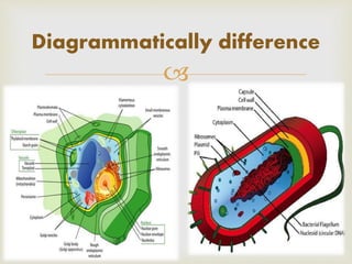 Difference between prokaryotes and eukaryotes | PPTX