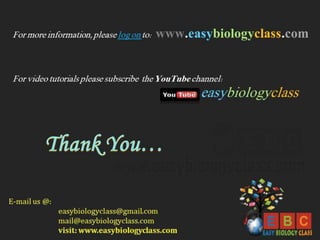 Difference between prokaryotic and eukaryotic transcription