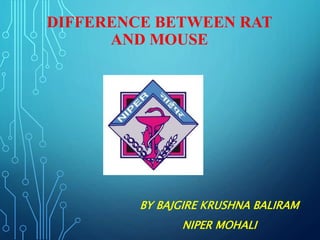 DIFFERENCE BETWEEN RAT
AND MOUSE
BY BAJGIRE KRUSHNA BALIRAM
NIPER MOHALI
 
