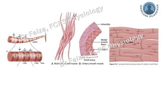 Difference Between Skeletal Smooth and Cardiac Muscles | PDF