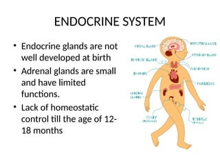 Not Well Developed Anatomical and Physiological Differences Between Adults and Children | PPTX