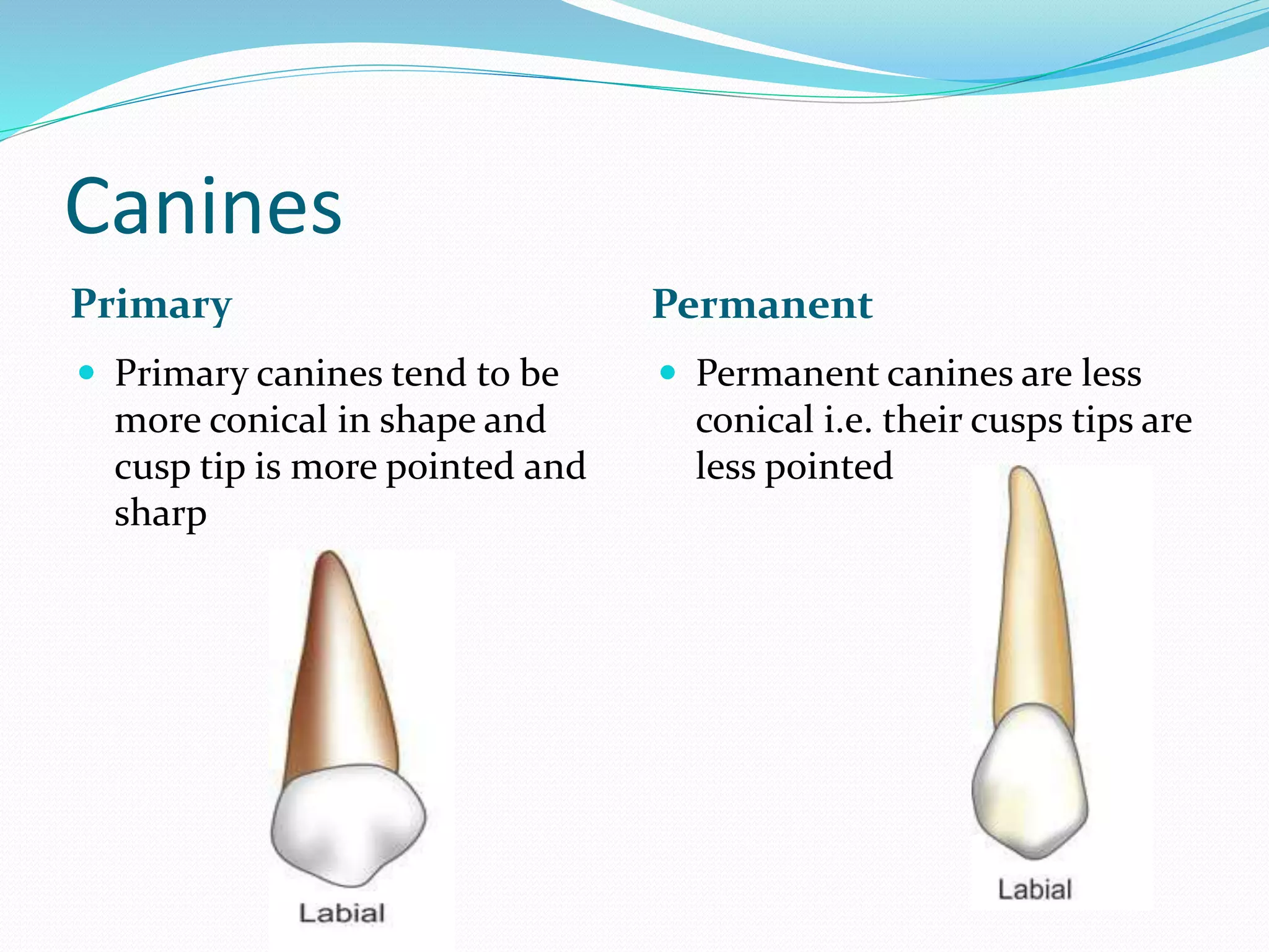 Differences between primary and permanent dentition | PPTX