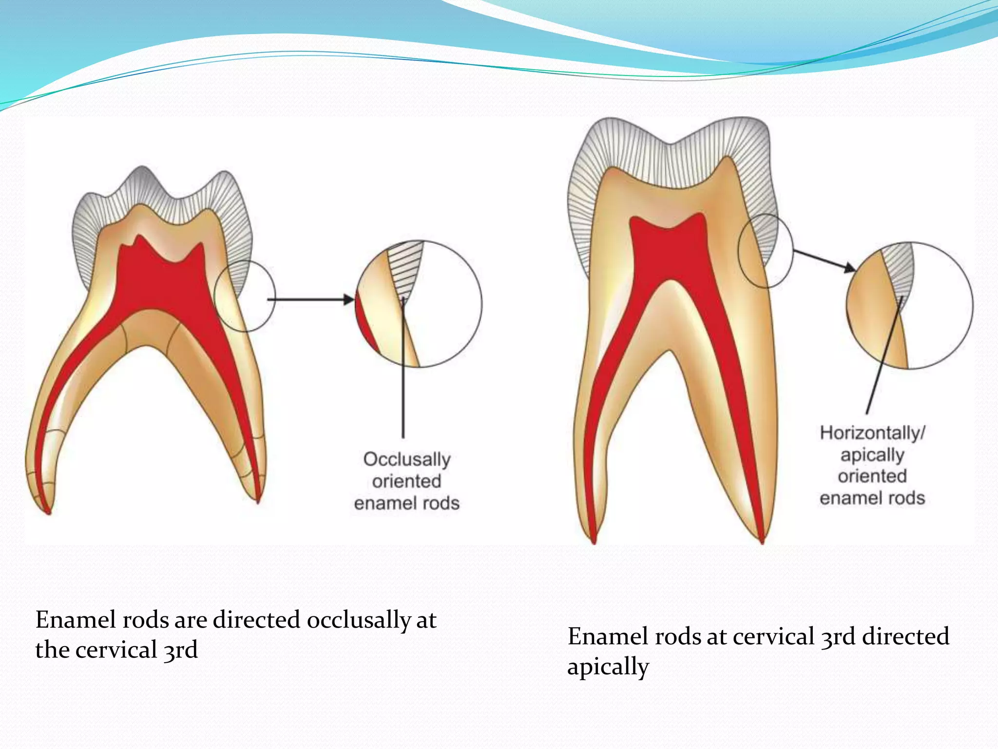 Differences between primary and permanent dentition ppt