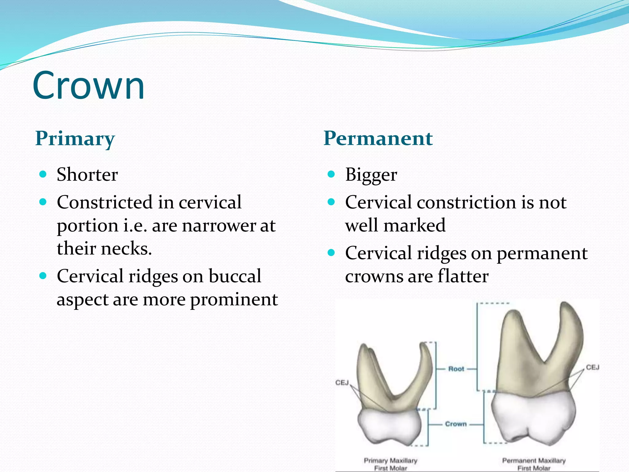 Differences between primary and permanent dentition | PPTX