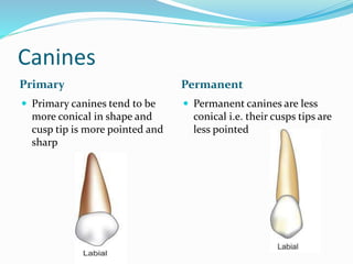 Canines
Primary Permanent
 Primary canines tend to be
more conical in shape and
cusp tip is more pointed and
sharp
 Permanent canines are less
conical i.e. their cusps tips are
less pointed
 
