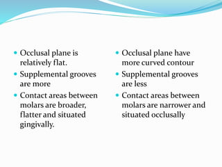  Occlusal plane is
relatively flat.
 Supplemental grooves
are more
 Contact areas between
molars are broader,
flatter and situated
gingivally.
 Occlusal plane have
more curved contour
 Supplemental grooves
are less
 Contact areas between
molars are narrower and
situated occlusally
 