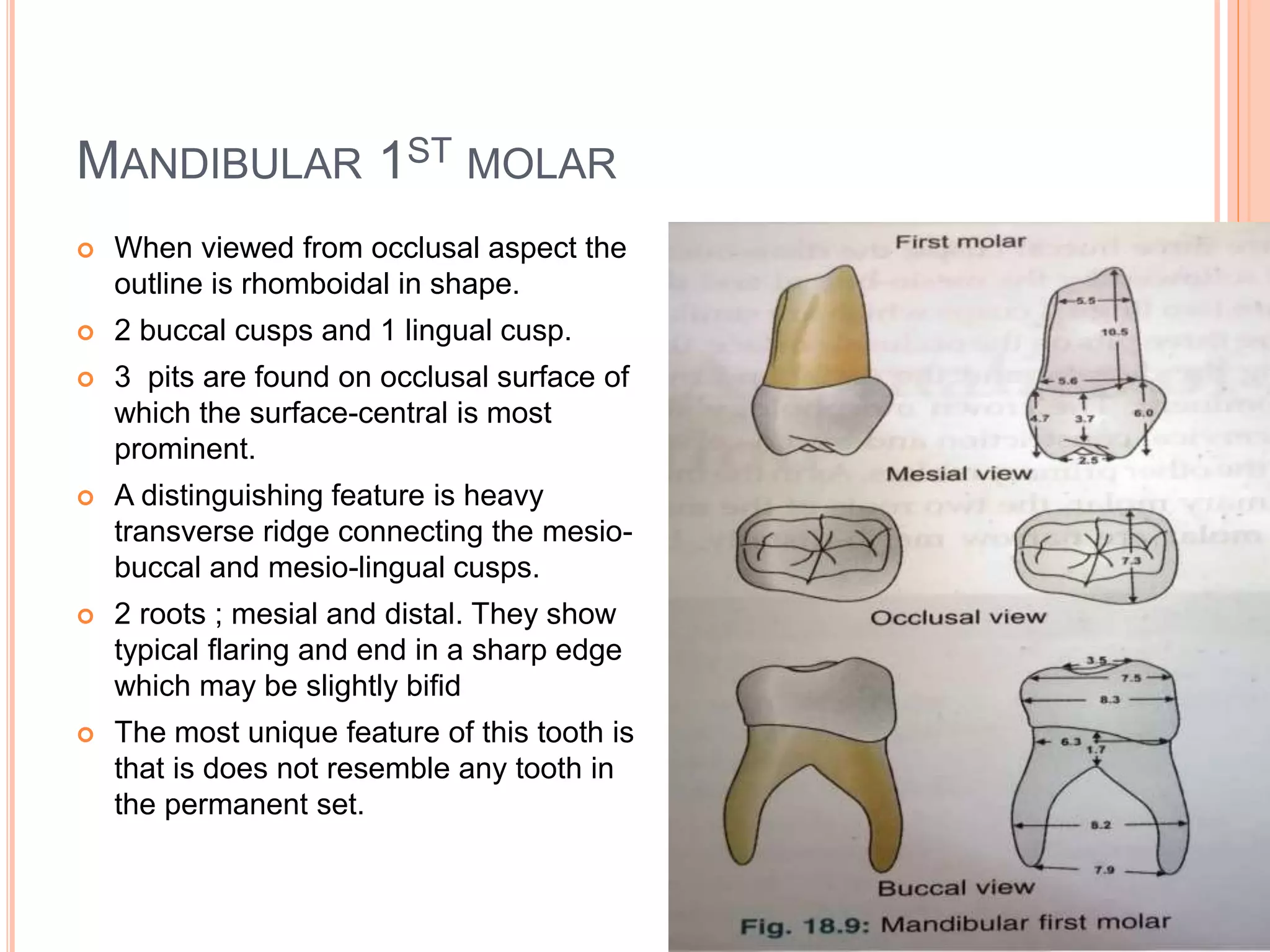 Differences between primary and permanent teeth | PPTX
