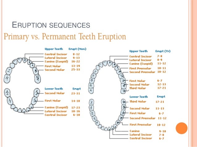 Differences between primary and permanent teeth