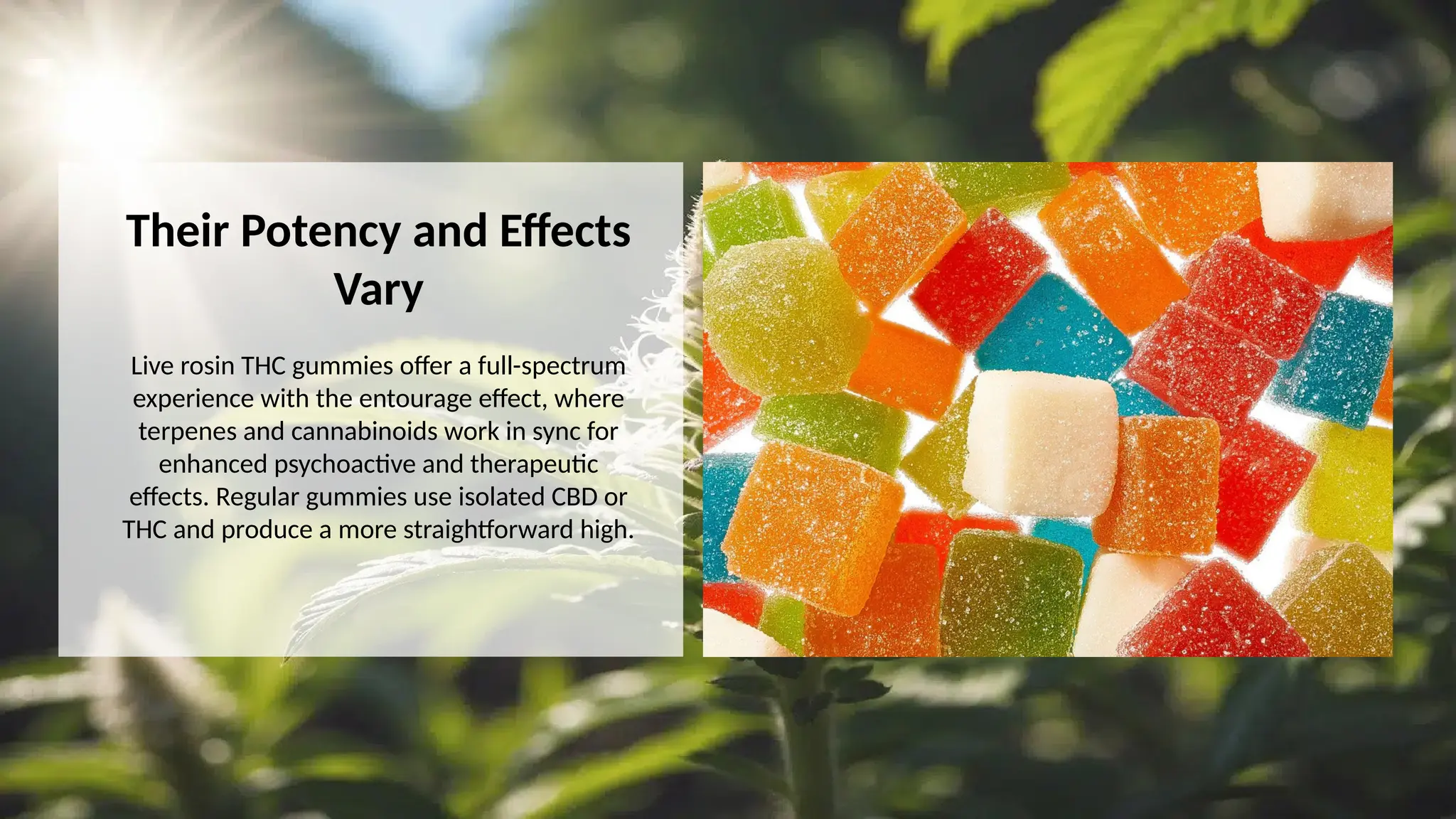Differences Between Regular and Live Rosin THC Gummies | PPT