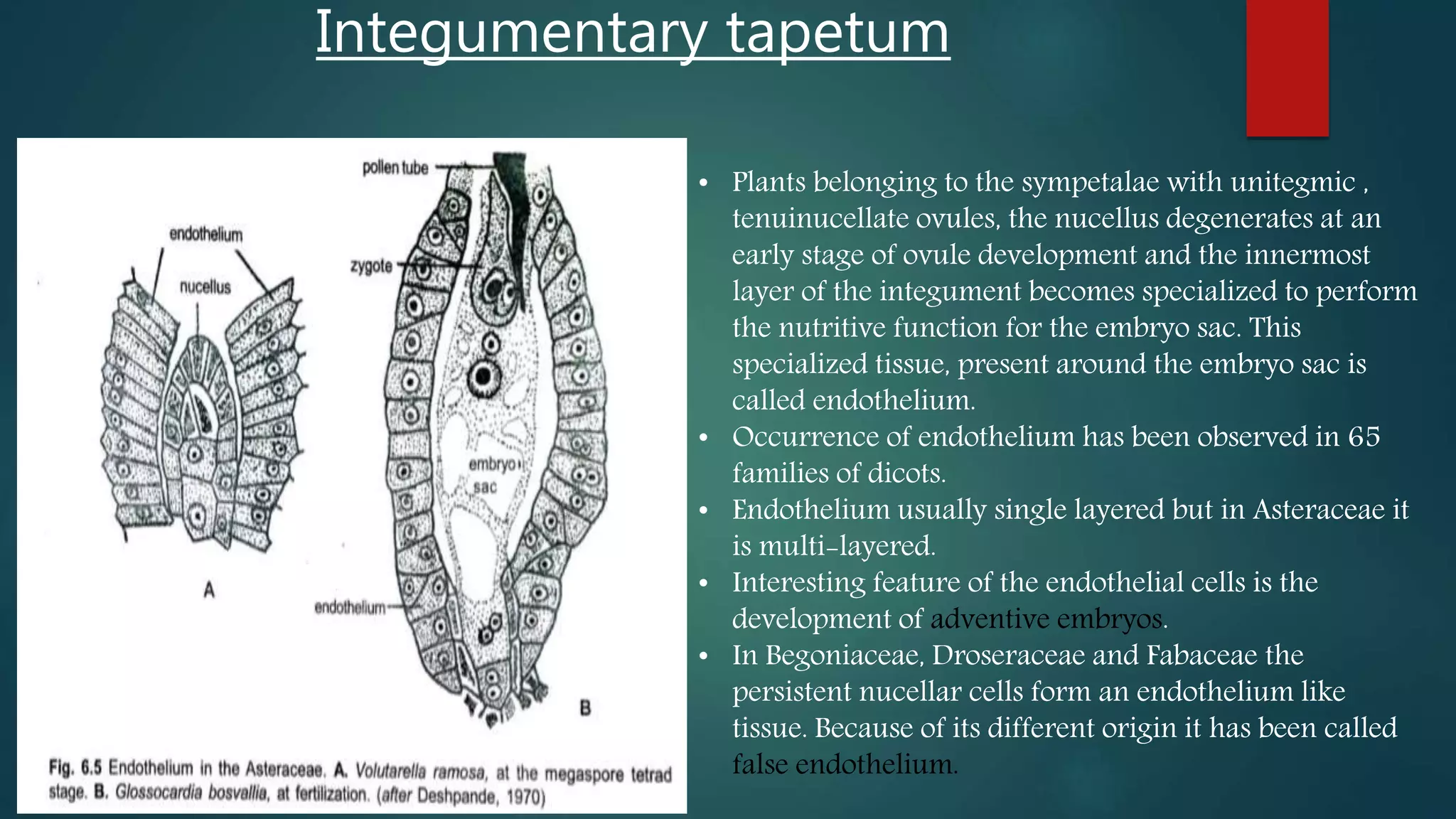 • Plants belonging to the sympetalae with unitegmic ,
tenuinucellate ovules, the nucellus degenerates at an
early stage of ovule development and the innermost
layer of the integument becomes specialized to perform
the nutritive function for the embryo sac. This
specialized tissue, present around the embryo sac is
called endothelium.
• Occurrence of endothelium has been observed in 65
families of dicots.
• Endothelium usually single layered but in Asteraceae it
is multi-layered.
• Interesting feature of the endothelial cells is the
development of adventive embryos.
• In Begoniaceae, Droseraceae and Fabaceae the
persistent nucellar cells form an endothelium like
tissue. Because of its different origin it has been called
false endothelium.
Integumentary tapetum
 