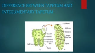 DIFFERENCE BETWEEN TAPETUM AND
INTEGUMENTARY TAPETUM
 