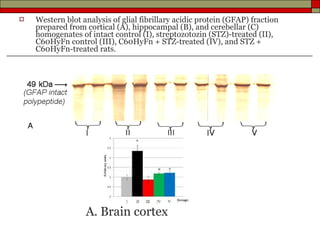    Western blot analysis of glial fibrillary acidic protein (GFAP) fraction
    prepared from cortical (A), hippocampal (B), and cerebellar (C)
    homogenates of intact control (I), streptozotozin (STZ)-treated (II),
    C60HyFn control (III), C60HyFn + STZ-treated (IV), and STZ +
    C60HyFn-treated rats.




                  A. Brain cortex
 