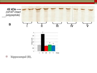    hippocampal (B),
 