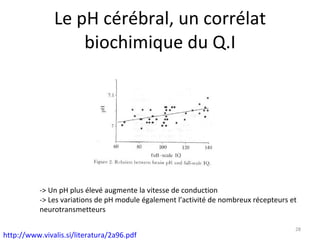 Le pH cérébral, un corrélat biochimique du Q.I -> Un pH plus élevé augmente la vitesse de conduction -> Les variations de pH module également l’activité de nombreux récepteurs et neurotransmetteurs http://www.vivalis.si/literatura/2a96.pdf   