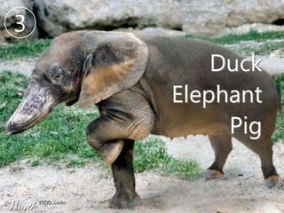 Duck
Elephant
Pig
3
 