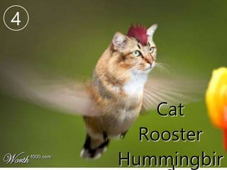 Cat
Rooster
Hummingbir
4
 