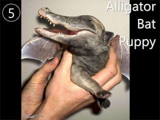 Alligator
Bat
Puppy
5
 