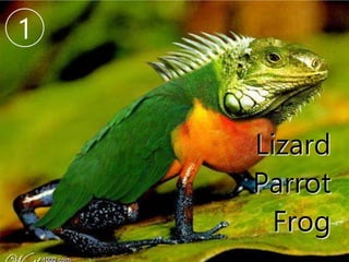 Lizard
Parrot
Frog
1
 