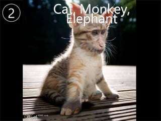 2 Cat, Monkey,
Elephant
 