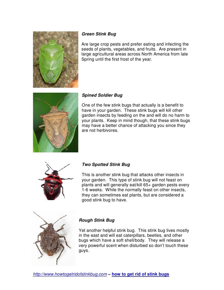 pics Bugs Not To Touch different types of stink bugs
