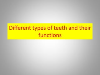 Different types of teeth and their
functions
 