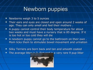 Newborn puppies
   Newborns weigh 3 to 5 ounces
   Their ears and eyes are closed and open around 2 weeks of
    age. Th...