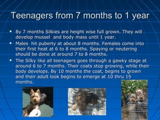 Teenagers from 7 months to 1 year
   By 7 months Silkies are height wise full grown. They will
    develop mussel and bod...