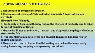 ADVANTAGES OF SUCHDRUGS:-
1.Reduce rate of oxygen consumption.
2.Reduce rate of release of Carbon dioxide, ammonia & toxic substances
excreted/
Liberated from fish body.
3. Excitability of fishes and thereby reduce the chances of mortality due to injury
& time of handling of fishes.
4.Greatly facilitates examination, transport and diagnostic sampling and reduces
stress to the fish.
5. It is essential to minimize stress and physical damage in handling fish for
routine operation.
6.They are also used to immobilize fish so they can be handled more easily
during harvesting, sampling and spawning procedures.
 