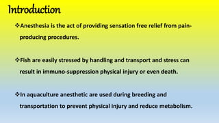 Introduction
Anesthesia is the act of providing sensation free relief from pain-
producing procedures.
Fish are easily stressed by handling and transport and stress can
result in immuno-suppression physical injury or even death.
In aquaculture anesthetic are used during breeding and
transportation to prevent physical injury and reduce metabolism.
 