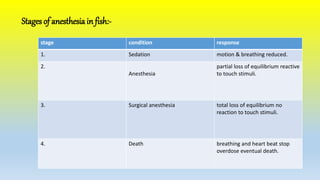 stage condition response
1. Sedation motion & breathing reduced.
2.
Anesthesia
partial loss of equilibrium reactive
to touch stimuli.
3. Surgical anesthesia total loss of equilibrium no
reaction to touch stimuli.
4. Death breathing and heart beat stop
overdose eventual death.
Stages of anesthesia in fish:-
 