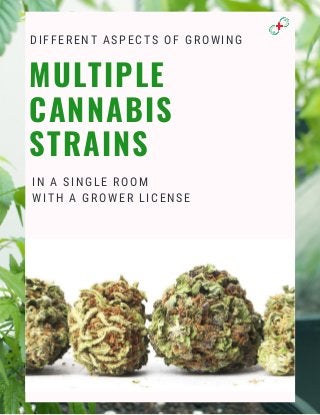 DIFFERENT ASPECTS OF GROWING
IN A SINGLE ROOM
WITH A GROWER LICENSE
MULTIPLE
CANNABIS
STRAINS
 