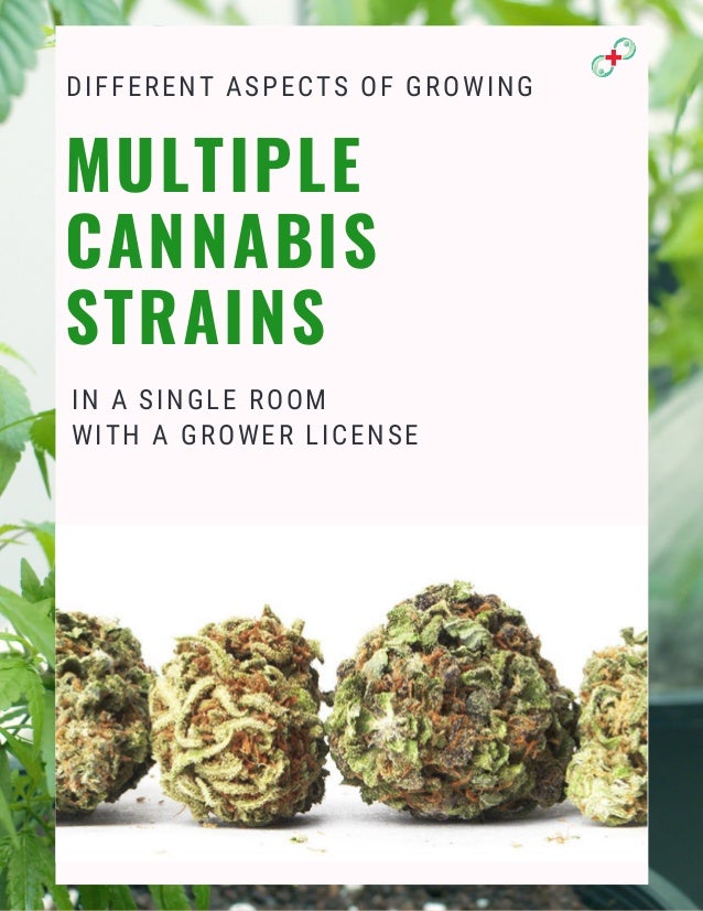 DIFFERENT ASPECTS OF GROWING
IN A SINGLE ROOM
WITH A GROWER LICENSE
MULTIPLE
CANNABIS
STRAINS
 