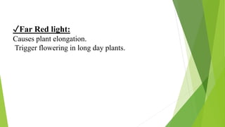 Different aspects of light and their influence on plant growth | PPTX