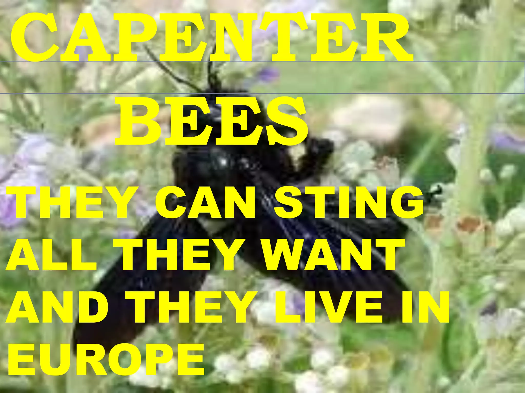 CAPENTER
  BEES
THEY CAN STING
ALL THEY WANT
AND THEY LIVE IN
EUROPE
 