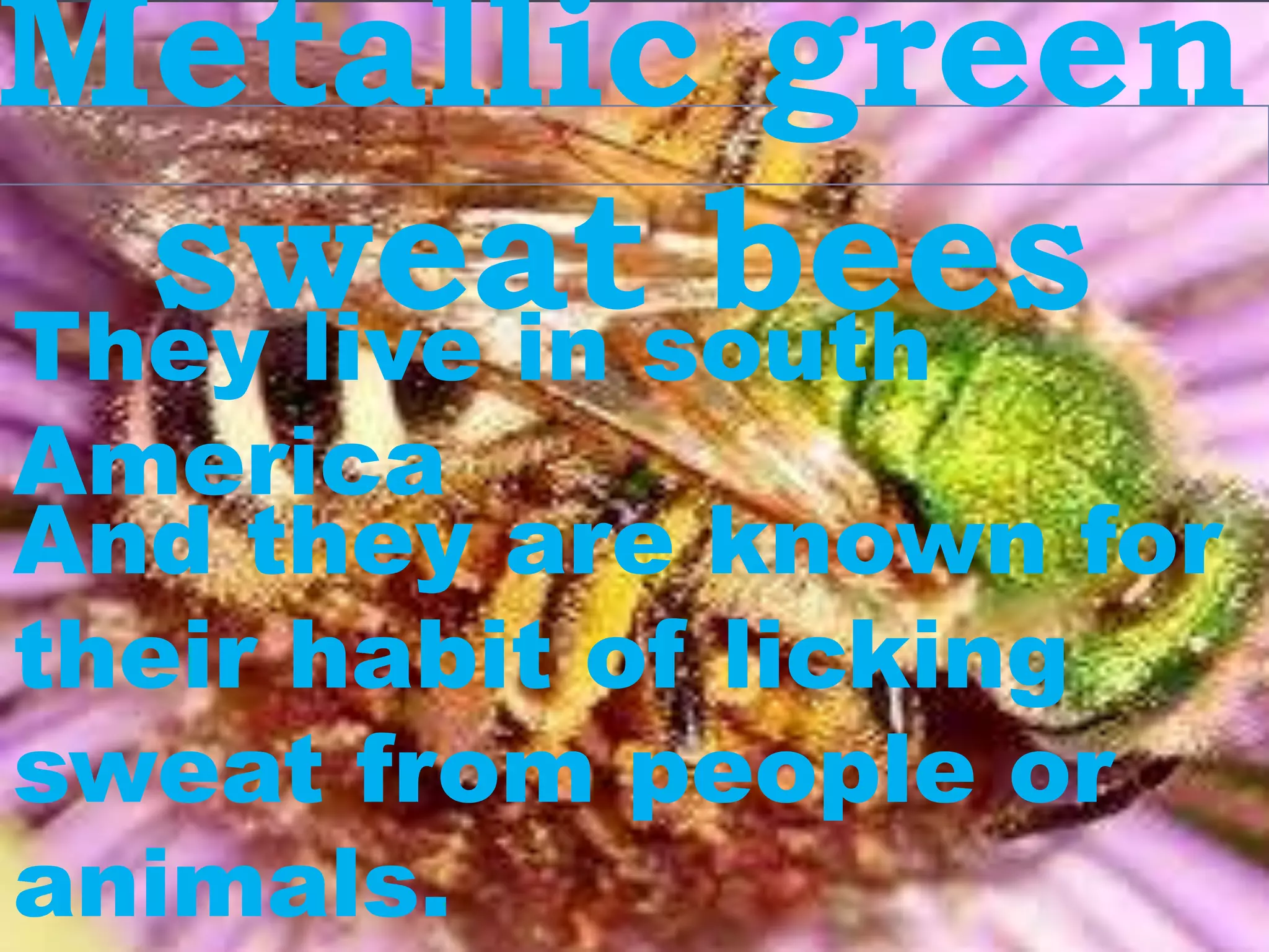 Metallic green
  sweatsouth
They live in
             bees
America
And they are known for
their habit of licking
sweat from people or
animals.
 