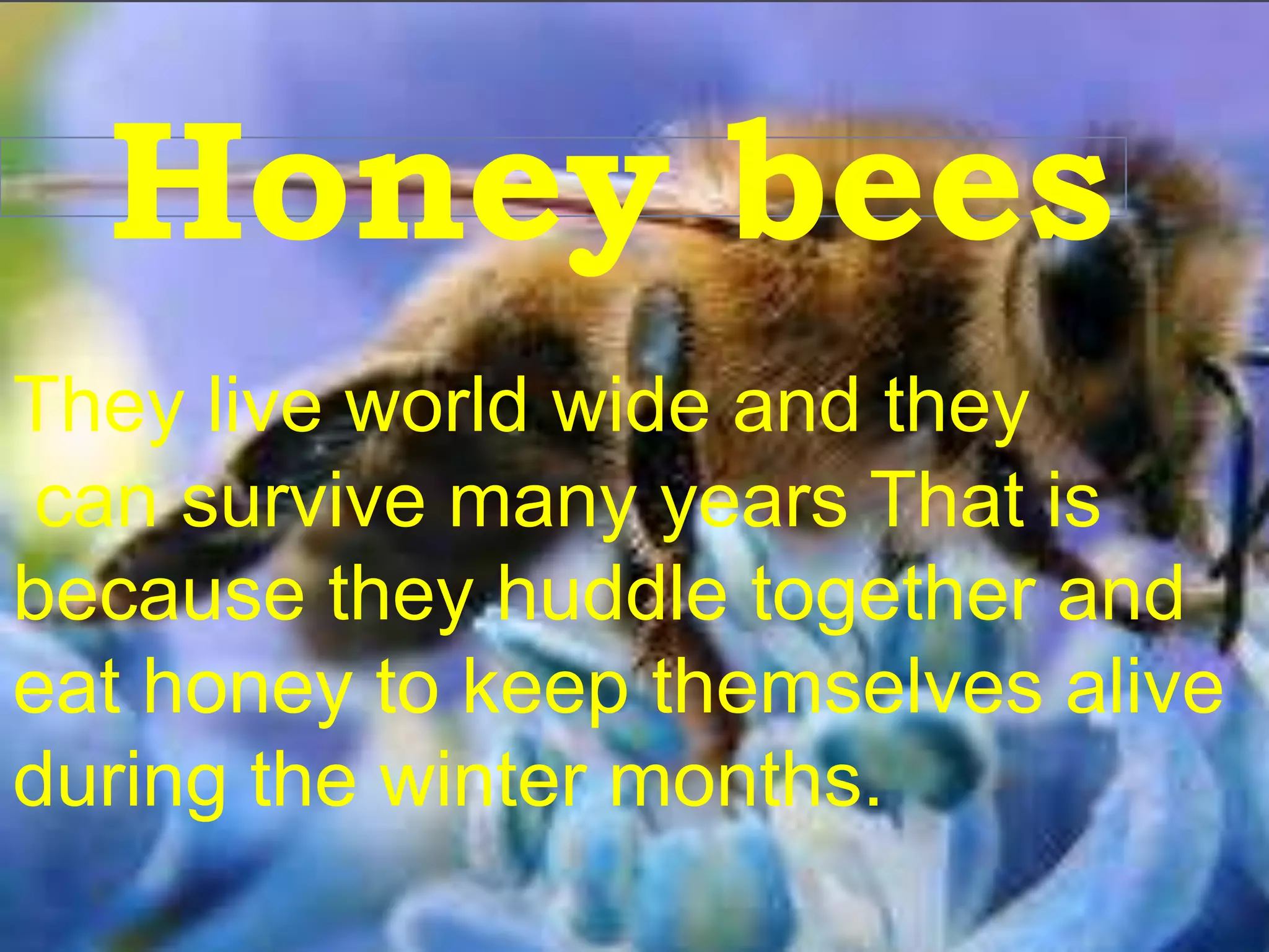 Honey bees
They live world wide and they
can survive many years That is
because they huddle together and
eat honey to keep themselves alive
during the winter months.
 
