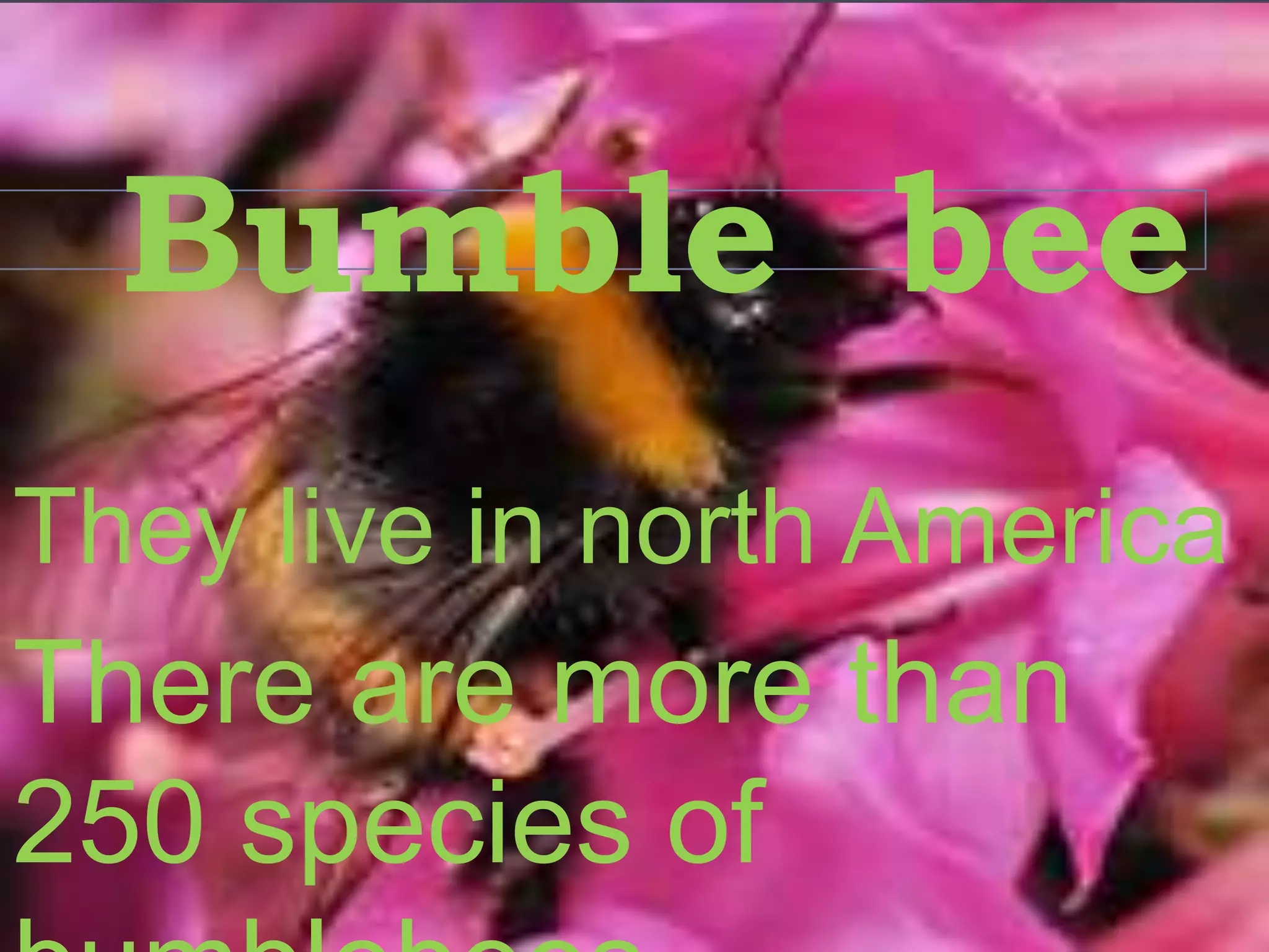 Bumble bee
They live in north America
There are more than
250 species of
 