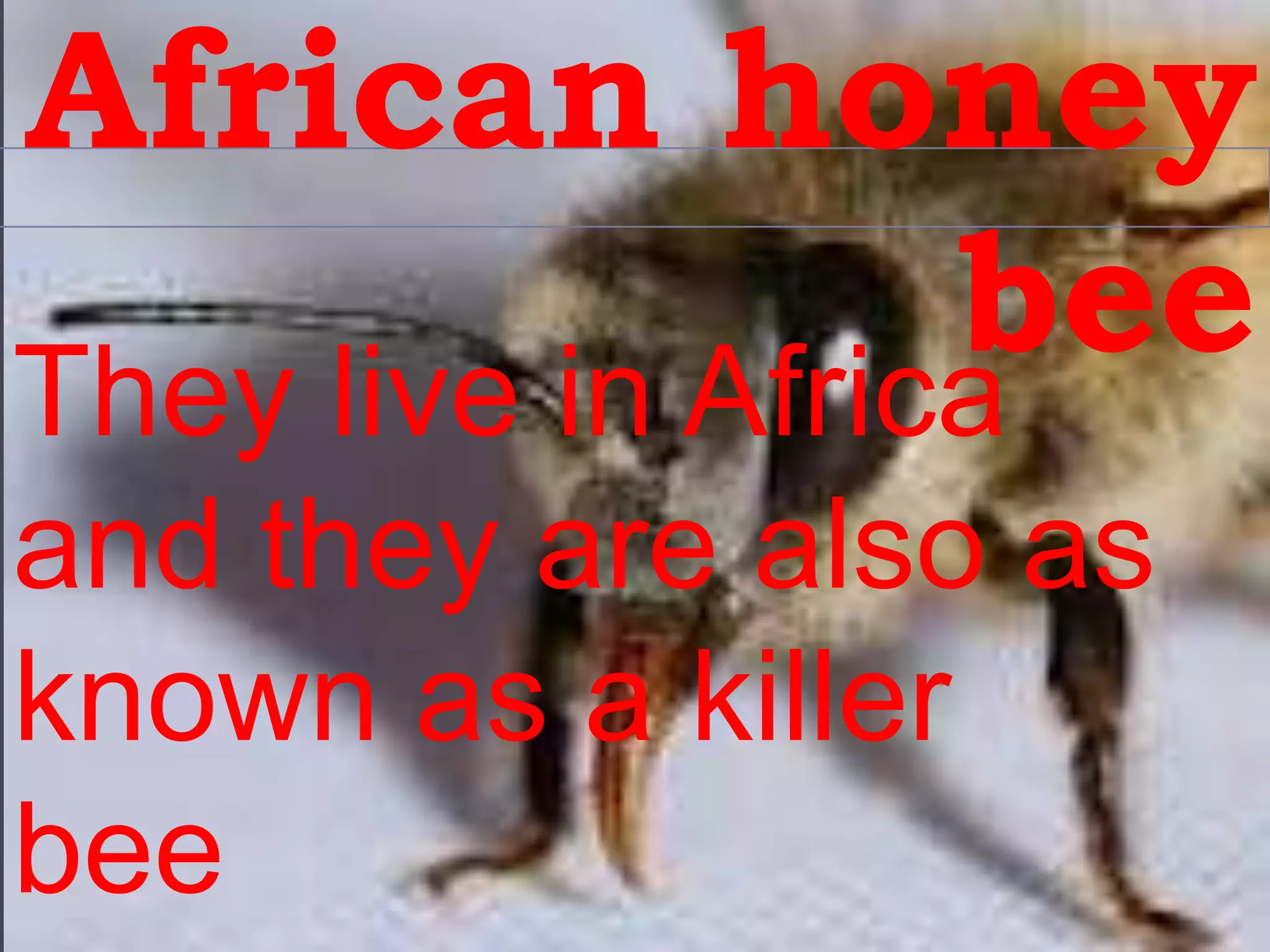 African honey
          bee
They live in Africa
and they are also as
known as a killer
bee
 