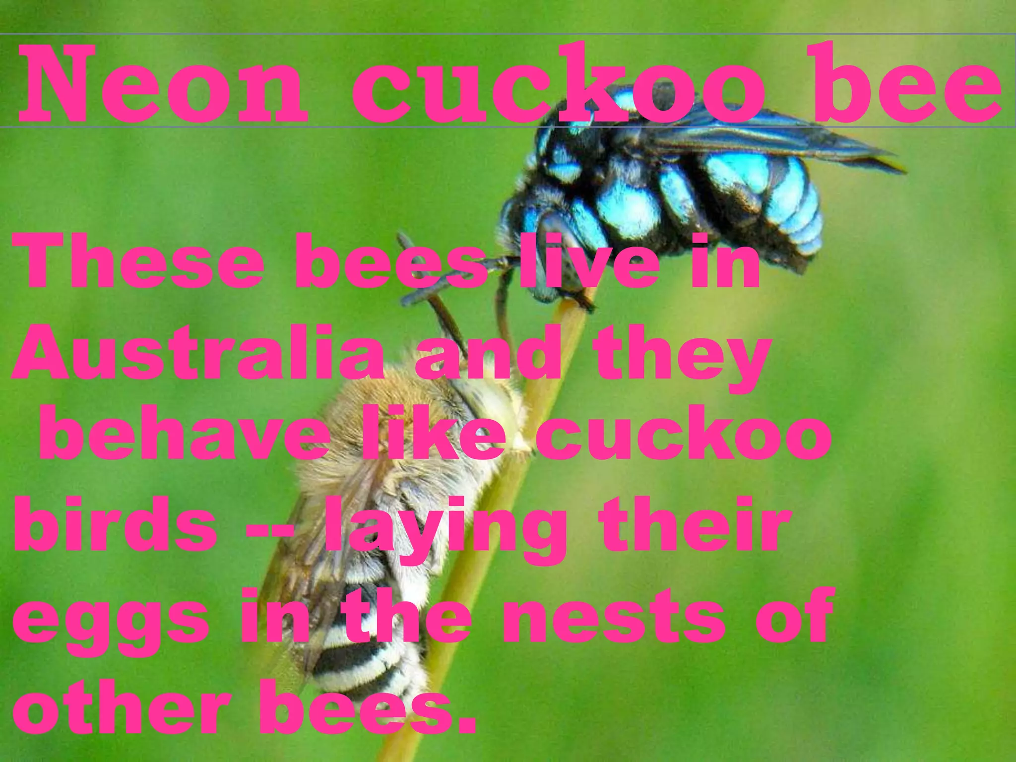 Neon cuckoo bee
These bees live in
Australia and they
behave like cuckoo
birds -- laying their
eggs in the nests of
other bees.
 