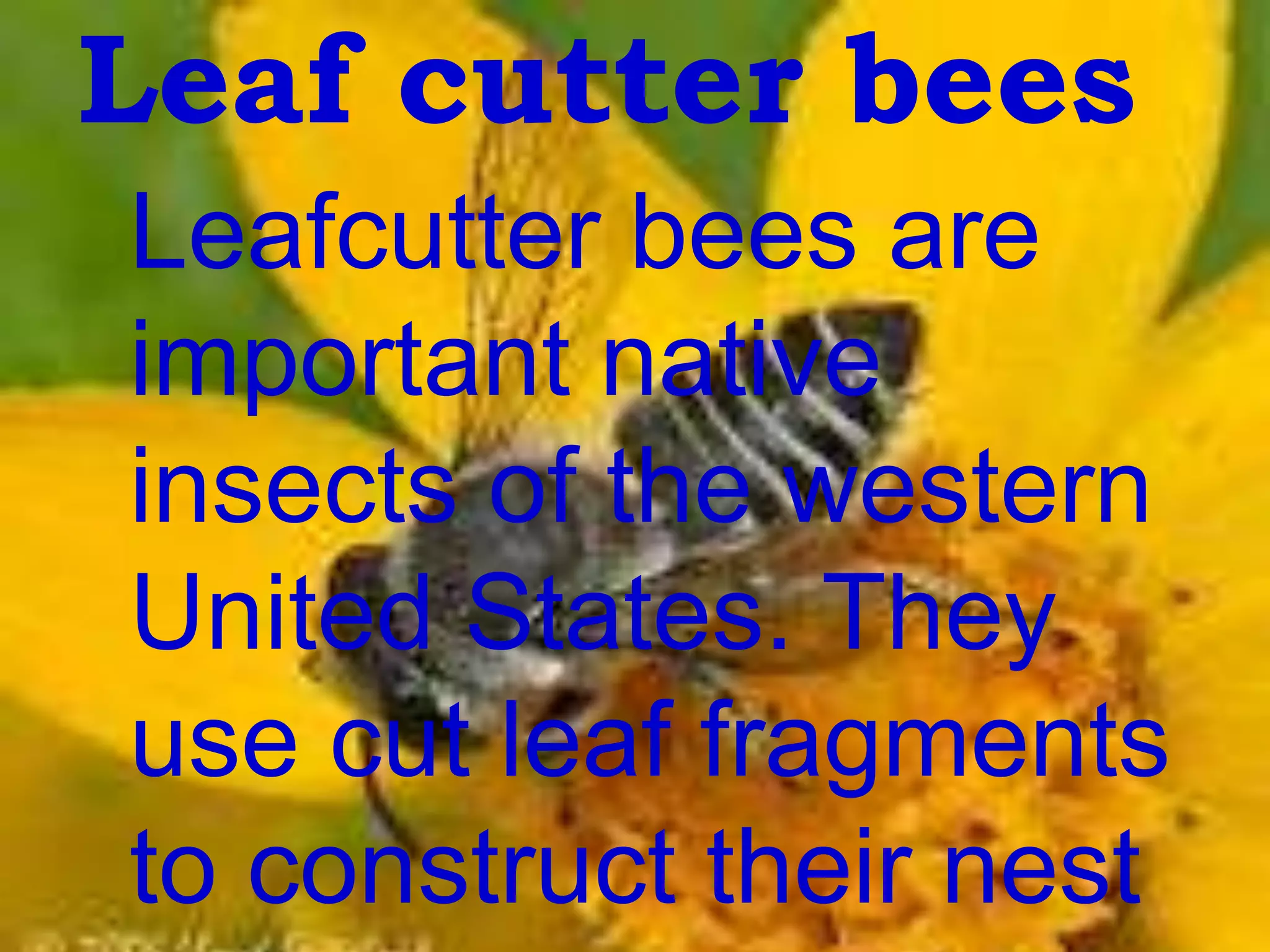 Leaf cutter bees
Leafcutter bees are
important native
insects of the western
United States. They
use cut leaf fragments
to construct their nest
 