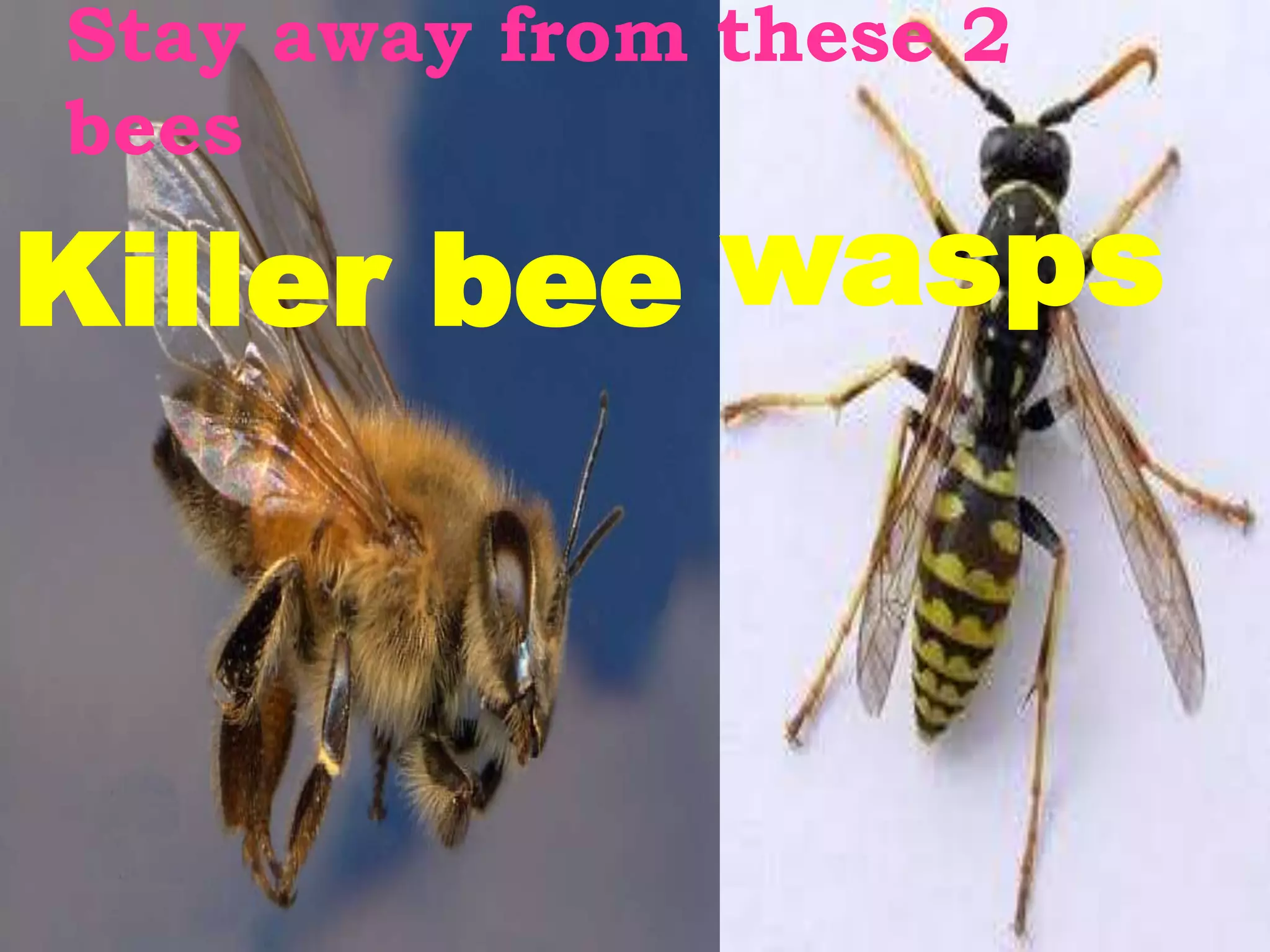 Stay away from these 2
bees

Killer bee wasps
 