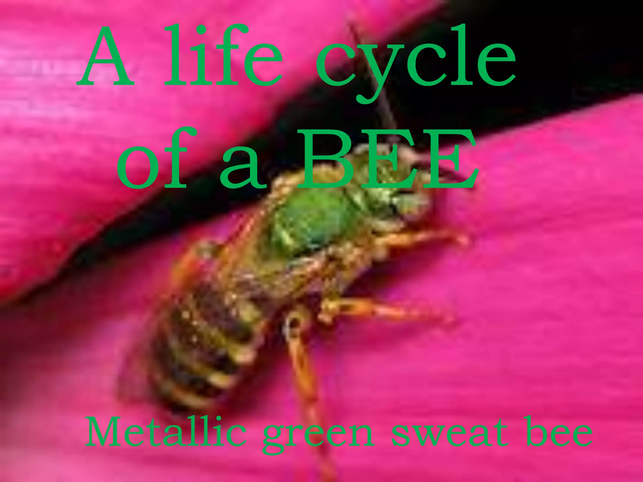 A life cycle
 of a BEE


Metallic green sweat bee
 