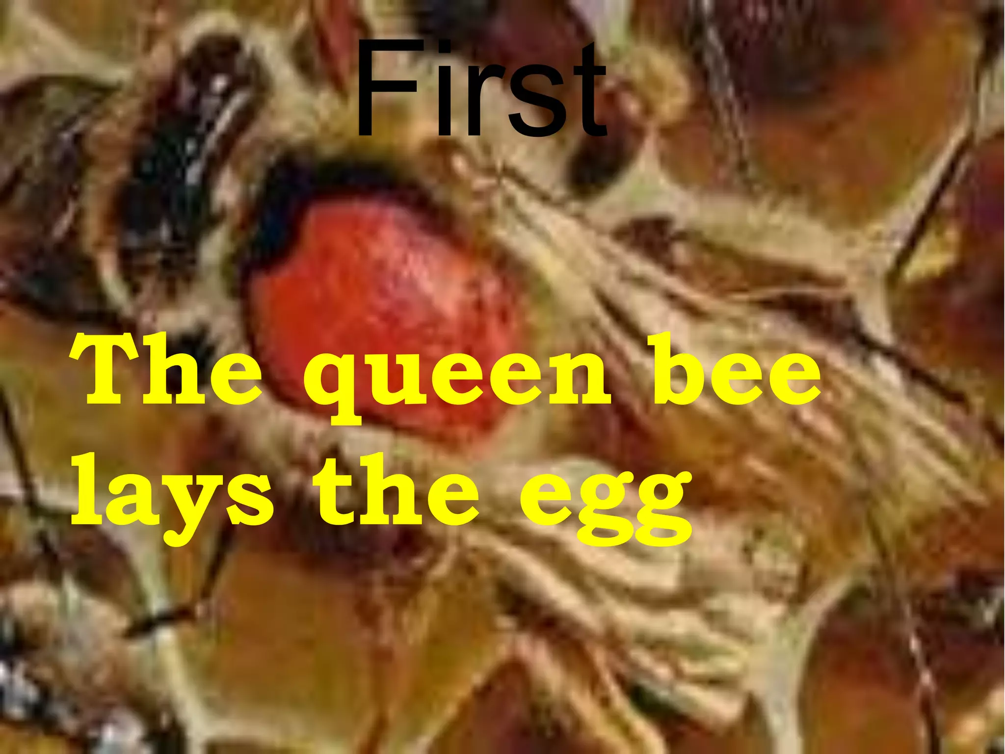 First
The queen bee
lays the egg
 
