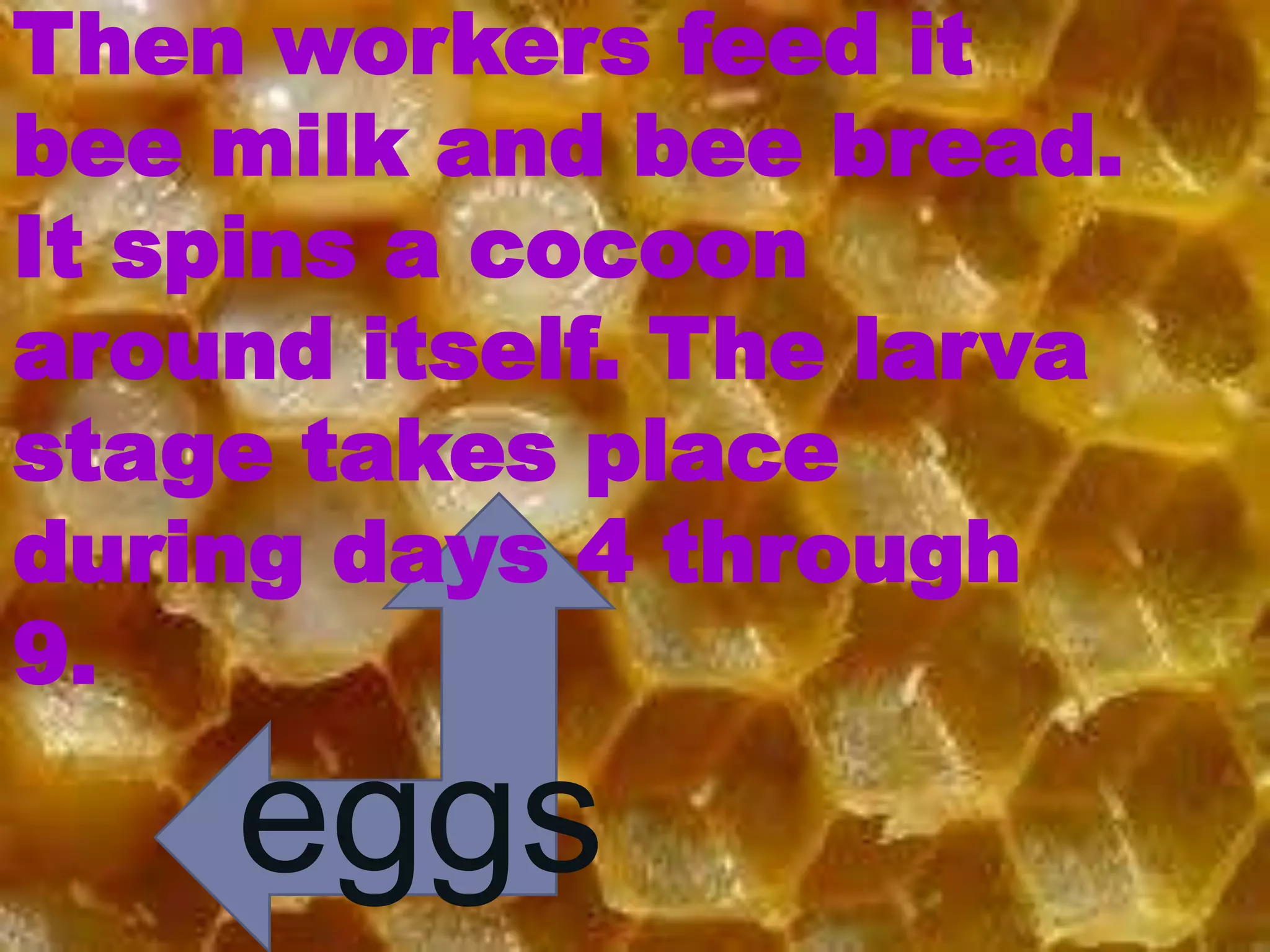 Then workers feed it
bee milk and bee bread.
It spins a cocoon
around itself. The larva
stage takes place
during days 4 through
9.

    eggs
 