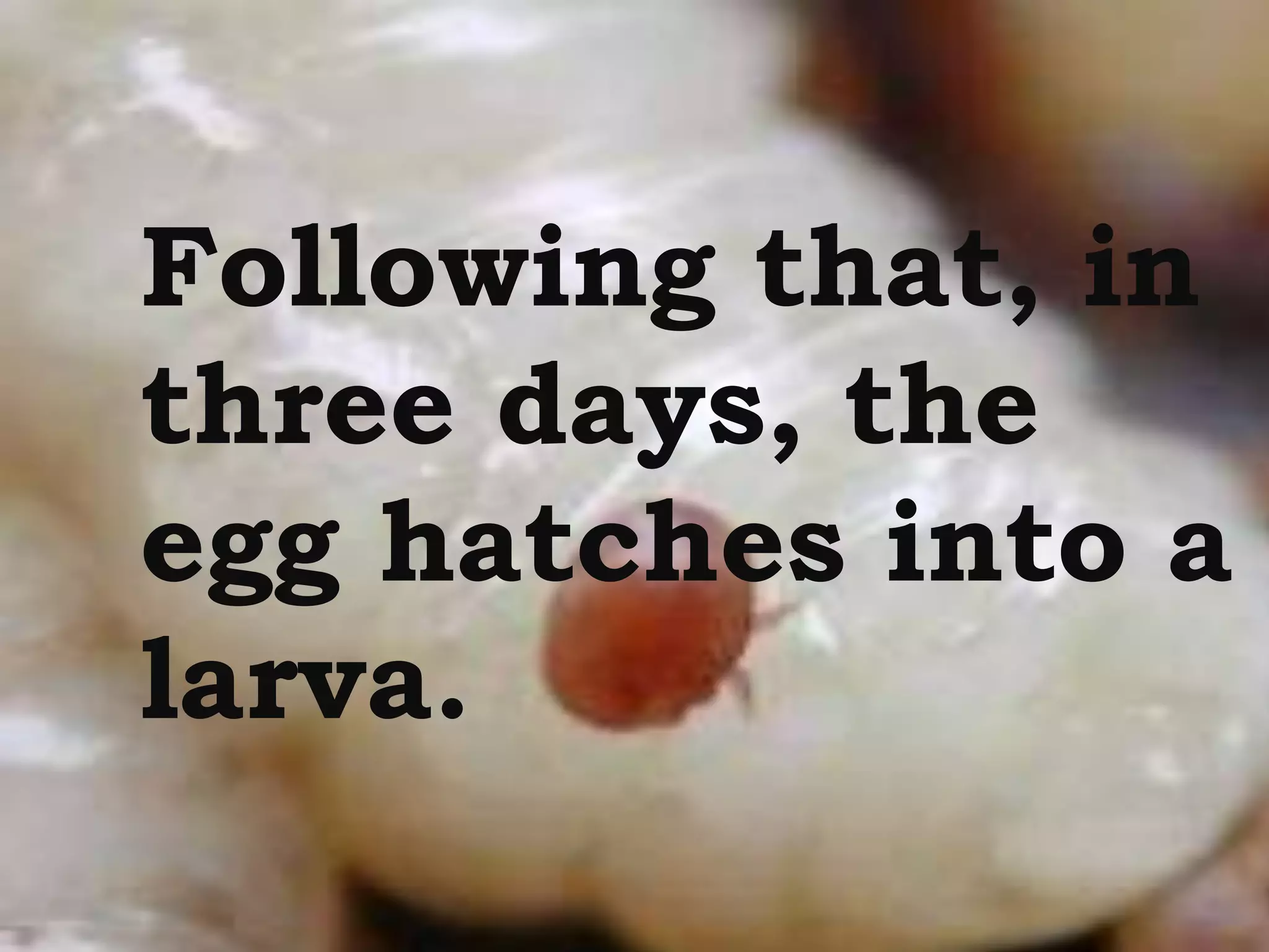 Following that, in
three days, the
egg hatches into a
larva.
 