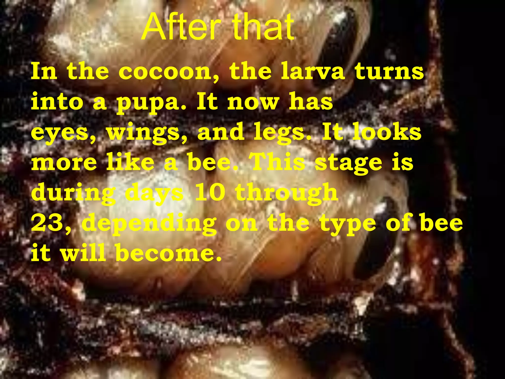After that
In the cocoon, the larva turns
into a pupa. It now has
eyes, wings, and legs. It looks
more like a bee. This stage is
during days 10 through
23, depending on the type of bee
it will become.
 