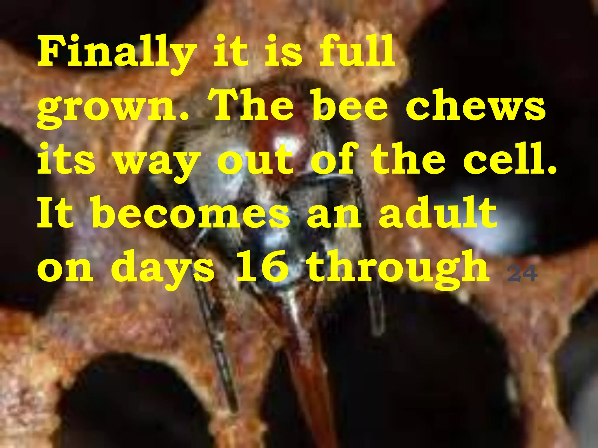 Finally it is full
grown. The bee chews
its way out of the cell.
It becomes an adult
on days 16 through 24
 