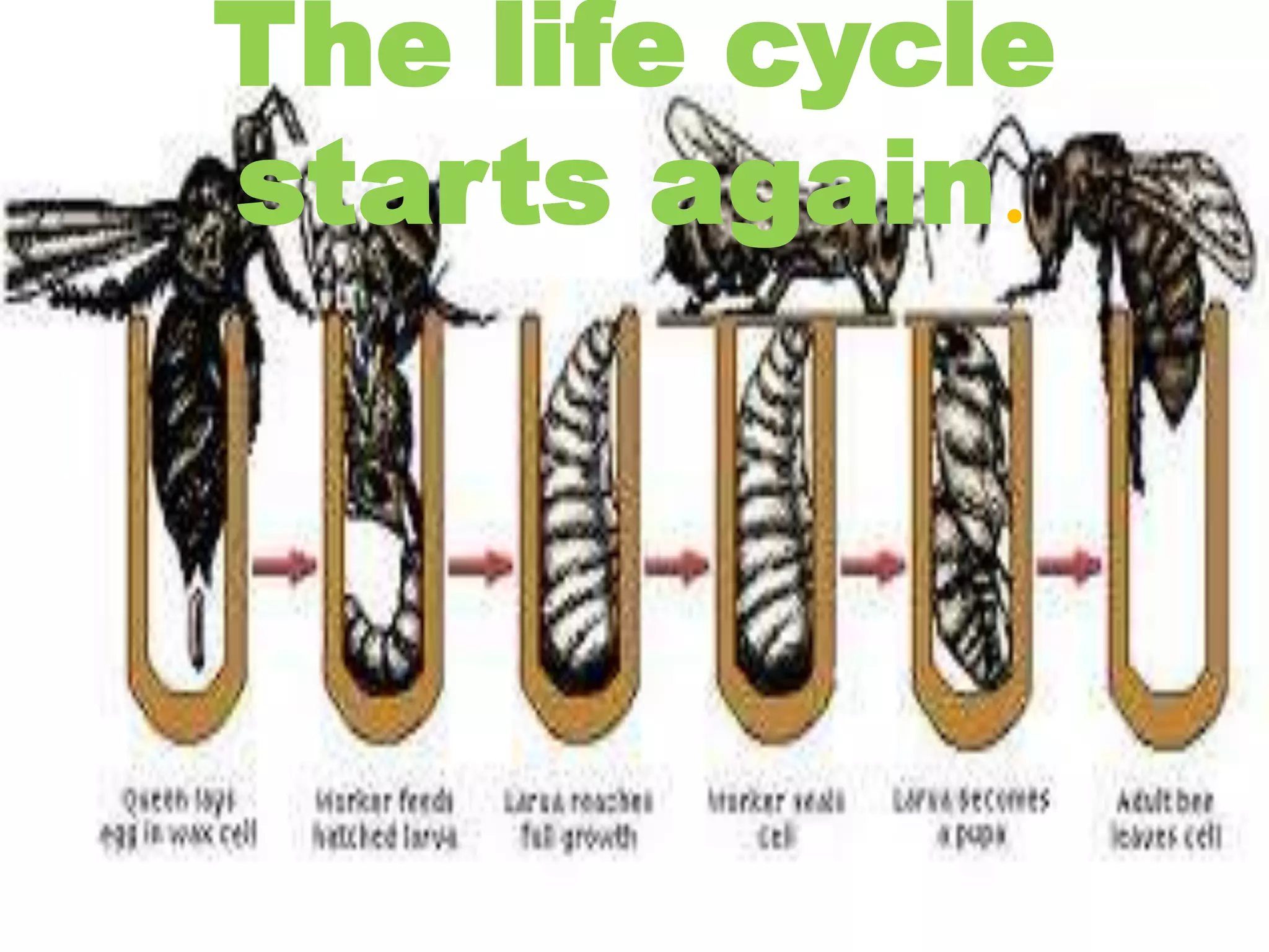 The life cycle
starts again.
 