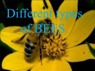 Different types
  of BEES.
 